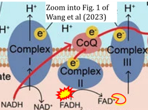 Wang 2023 Biomolecules CORRECTION.png